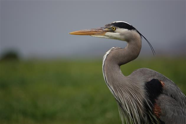 Great Blue Heron