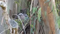 Great Horned Owlets