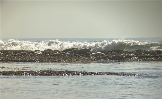 Harbor seals resting at the Fitzgerald Marine Reserve in San Mateo, California