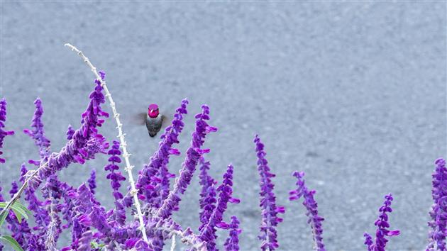 Hummingbird in the Golden Gate Park