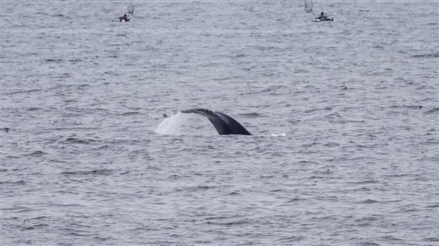 Humpback Whale Feasting off Rockaway Beach in Pacifica