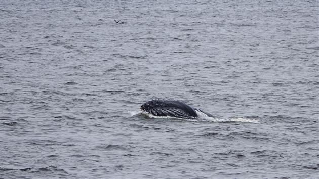 Humpback Whale Feasting off Rockaway Beach in Pacifica