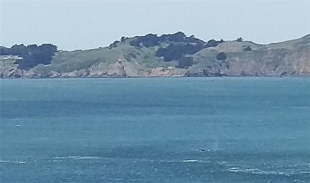 Humpback Whales in Golden Gate