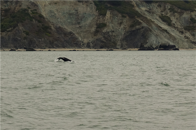 Humpback Whales in Golden Gate