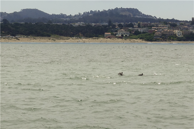 Humpback Whales in Golden Gate