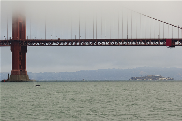 Humpback Whales in Golden Gate