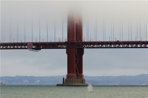 Humpback Whales in Golden Gate