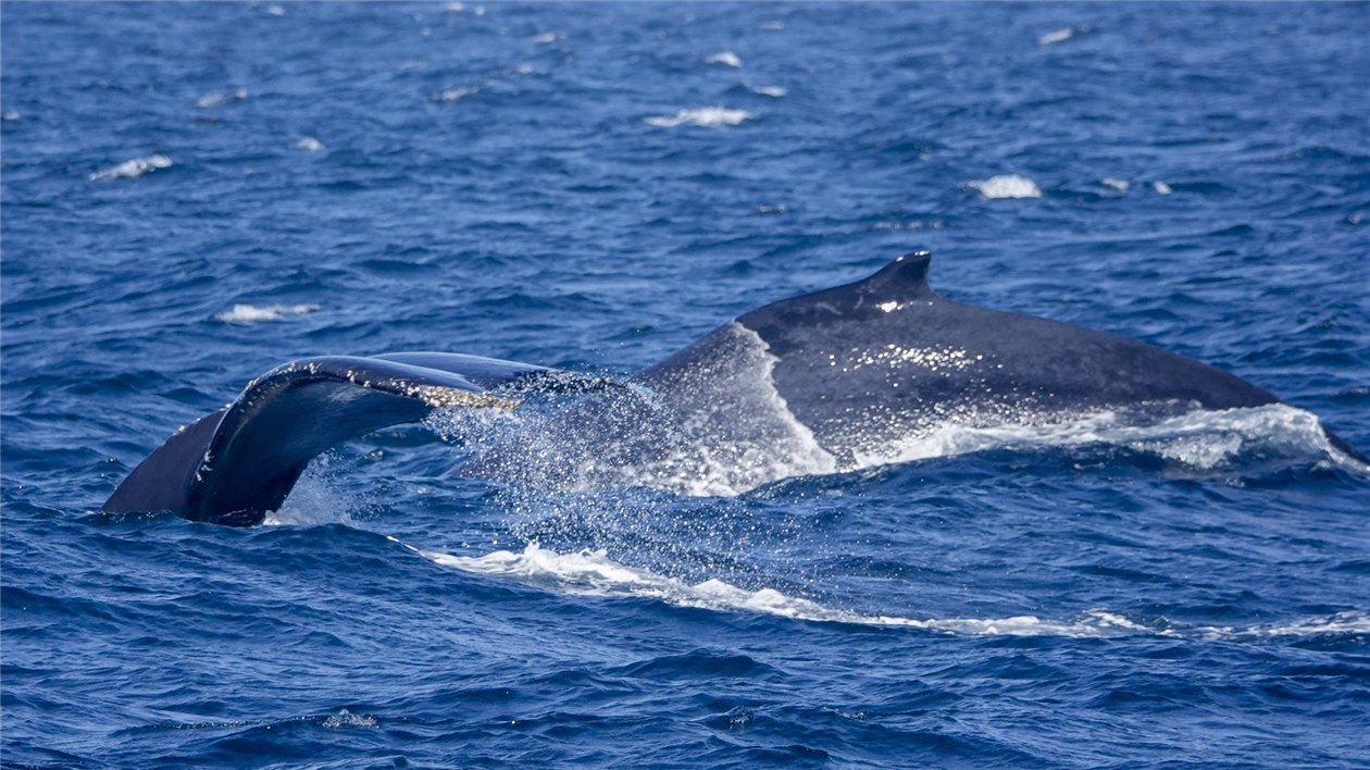 Humpback Whales in Monterey Bay - I Thought He Came With You