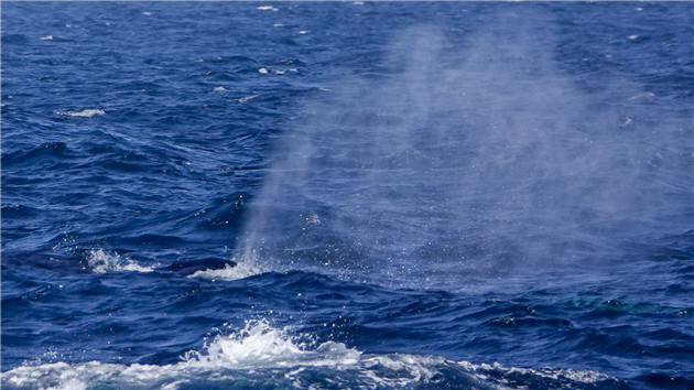 Humpback Whales in Monterey Bay