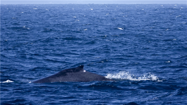 Humpback Whales in Monterey Bay