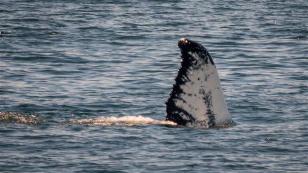 Humpback whale fin