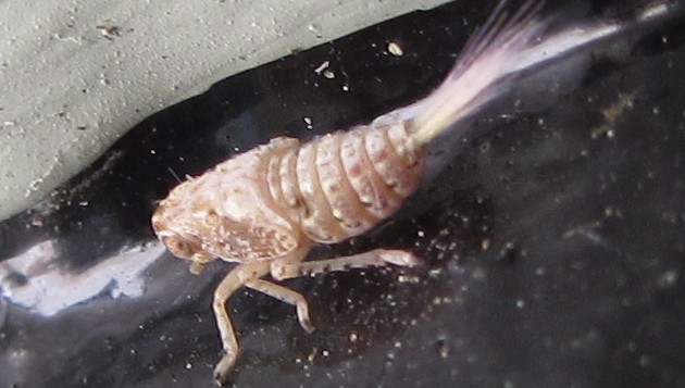 Leafhopper Nymph