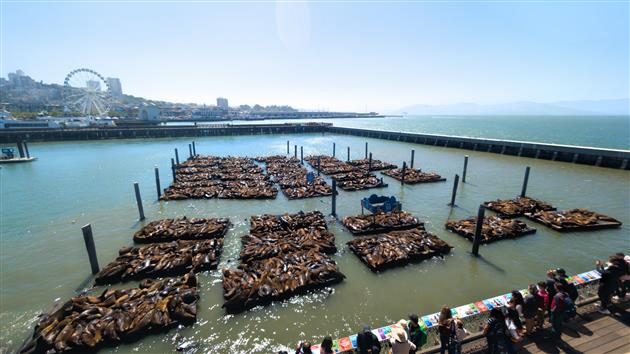 More than 2,000 Sea Lions at Fisherman's Wharf