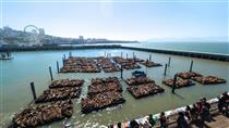 More than 2,000 Sea Lions at Fisherman&#39;s Wharf