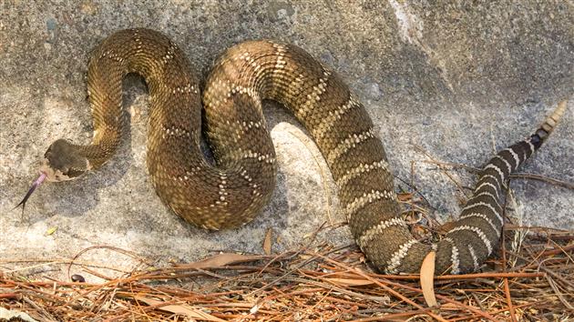 Northern Pacific Rattlesnake at Fort Baker, Marin County, California