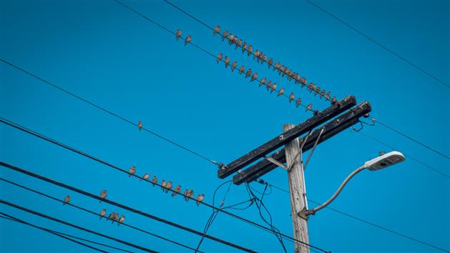 Picture of 58 birds on some power lines recently.