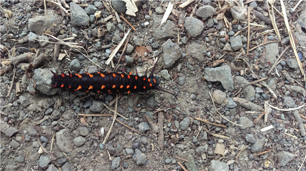 Pipevine Swallowtail Caterpillar