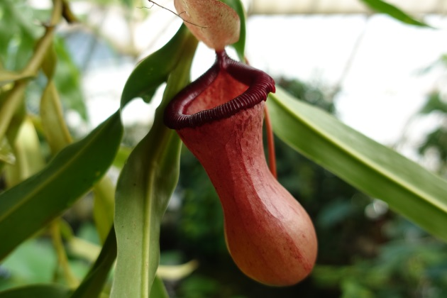 Pitcher Plant