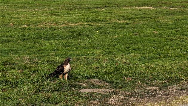 Red-Tailed Hawk vs Gopher