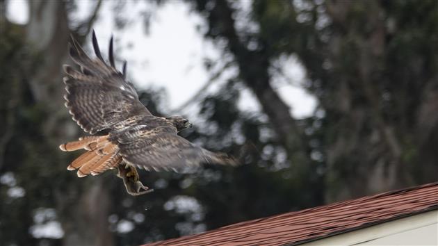 Red-Tailed Hawk vs Gopher