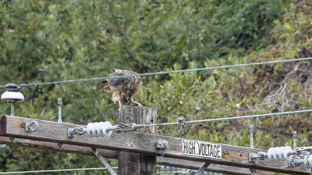 Red-Tailed Hawk vs Gopher