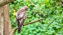 Red-tailed hawk in Stern Grove