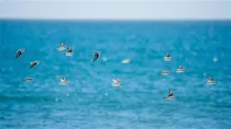 Sandpipers at Limantour Beach