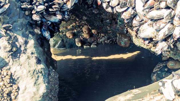 Sea Anemones in a cave