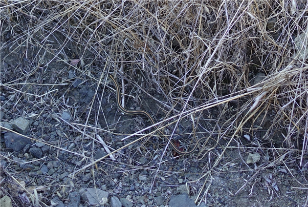 Small garter snake at Sibley Volcanic Regional Preserve