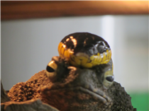 Snake rests on Toad
