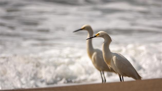 Snowy Egrets at Marshall's Beach