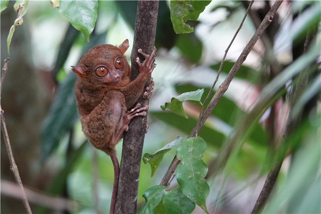 Tarsier on Bohol