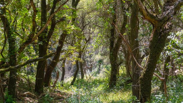 Teague Hill Preserve