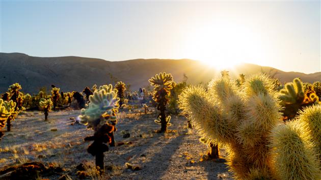 Teddybear Cholla