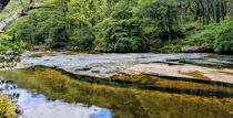 The Dart River