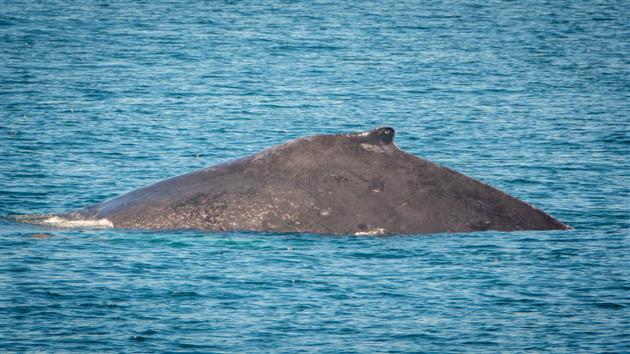 The hump of a humpback whale