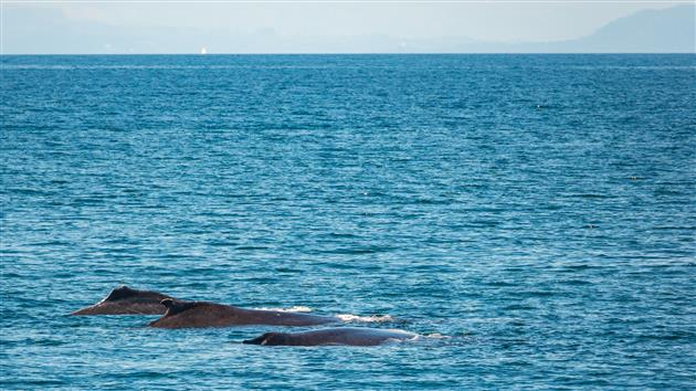 Three humpback whales swimming together