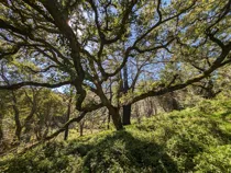 Trees on the Divide Meadow Loop in Point Reyes