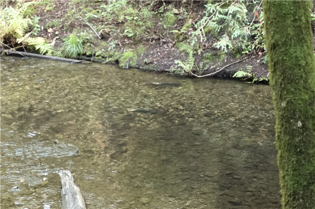 Two Coho Salmon in Lagunitas Creek (center of picture)