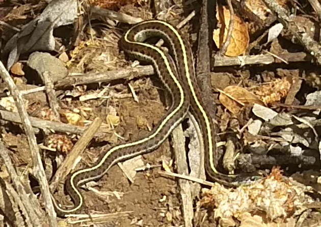 Western Garter Snake