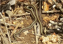 Western Garter Snake