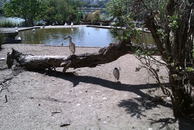 Birds at Lake Merritt