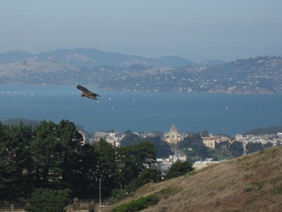 Red-tailed Hawk above Twin Peaks in San Francisco