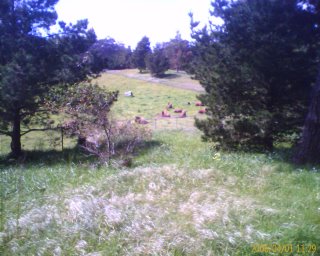 Buffalo at Golden Gate Park