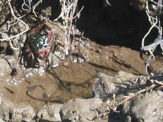 Striped shore crab at Drakes Estero