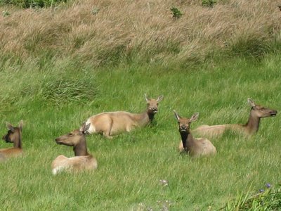 Tule Elk