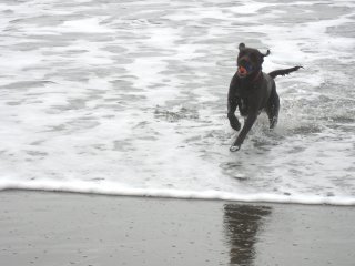 Rudy at Fort Funston