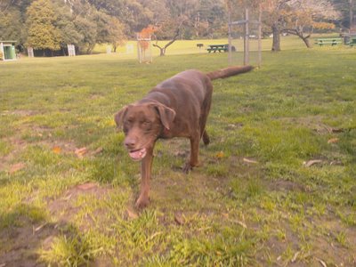 Rudy at Speedway Meadow