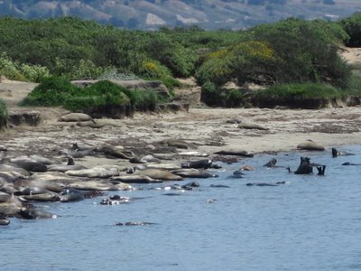 Elephant Seals at Año Nuevo