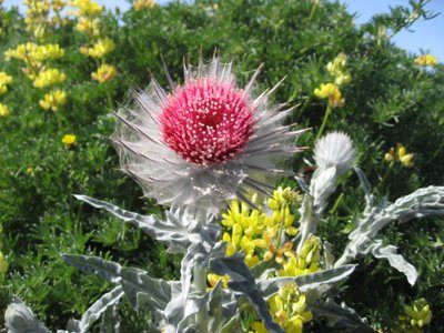 Some sort of silver thistle thing